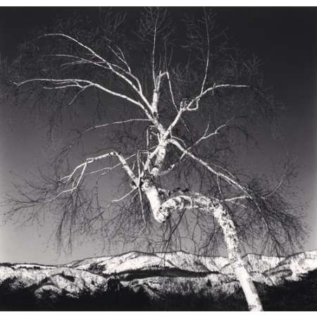 Shirakaba and Mountains, Nagano, Honshu, Japan 