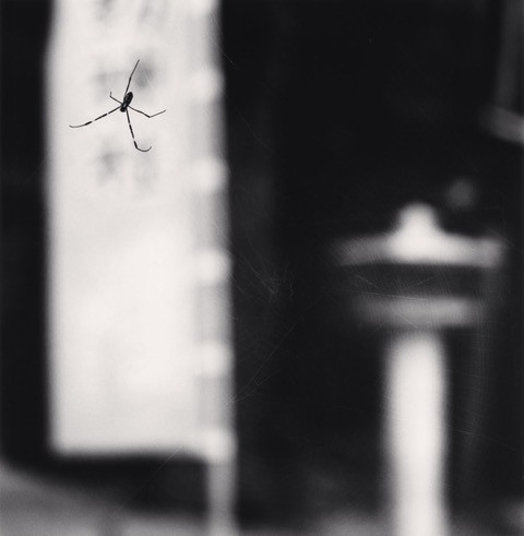 Spider and Lantern, Miyajidake Shrine, Kyushu, Japan