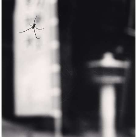 Spider and Lantern, Miyajidake Shrine, Kyushu, Japan