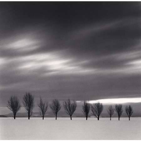 Ten Japanese Elms, Hokkaido, Japan