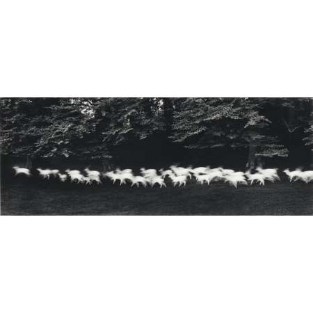 Running White Deer, County Wicklow, Ireland, 1967