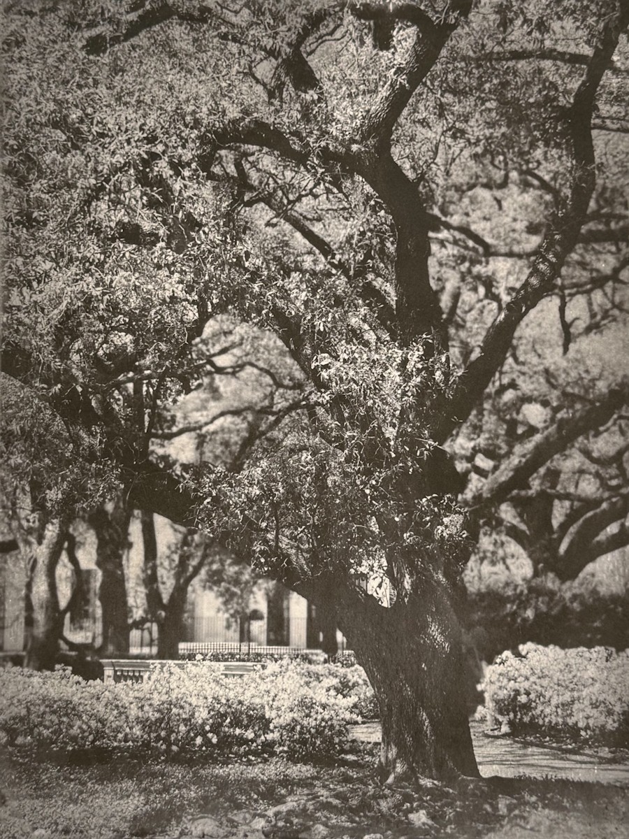 A Houston Oak