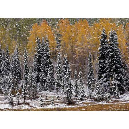 Autumn Snowfall, near Telluride, Colorado