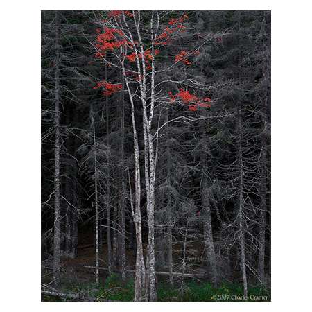 Bare Trees, Red Leaves, Acadia, Maine