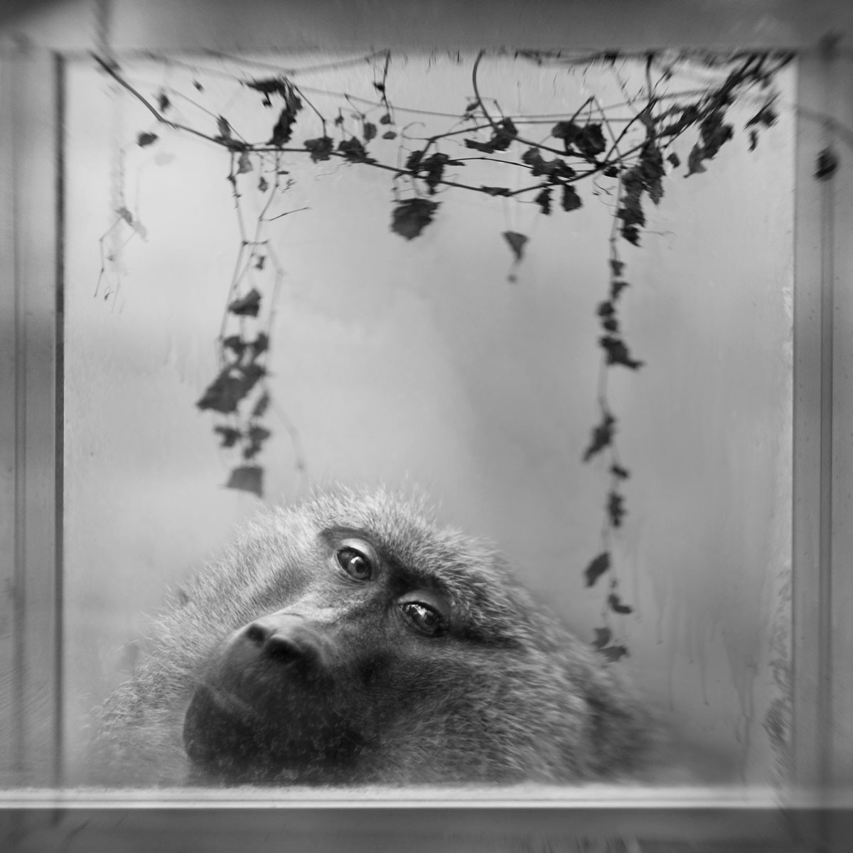 Baboon in Window