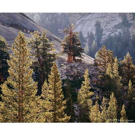Backlit Pines, Pywiack Dome, Yosemite