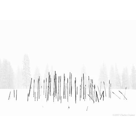 Cattails, Snowstorm, Yosemite