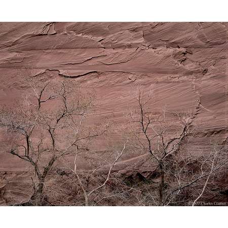 Cottonwoods, Canyon de Chelly
