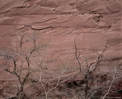 Cottonwoods, Canyon de Chelly
