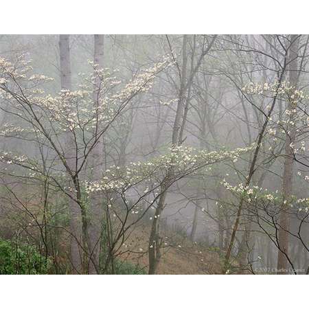 Dogwood in Fog, Red River Gorge, Kentucky