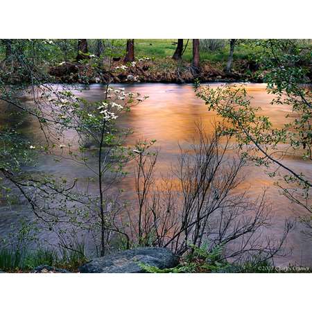 Dogwood, Spring, Merced River