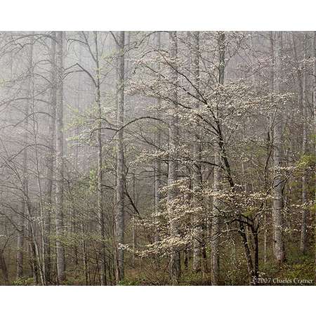 Dogwood, Morning Fog, Smoky Mountains