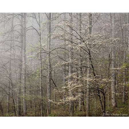 Dogwood, Morning Fog, Smoky Mountains