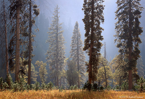 El Capitan Meadow, Autumn, Yosemite