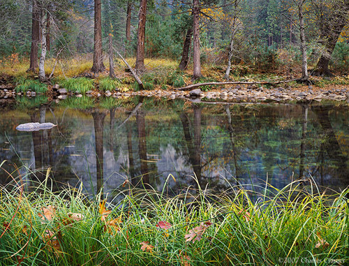 Grasses and Leaves, Fall, Merced River, Yosemite