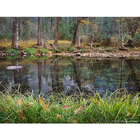 Grasses and Leaves, Fall, Merced River, Yosemite