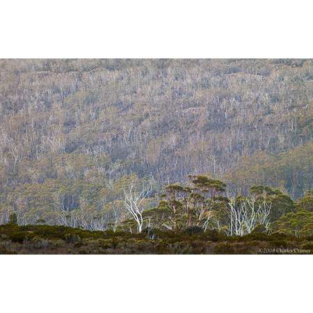 Gum Trees, Wombat Moor, Tasmania