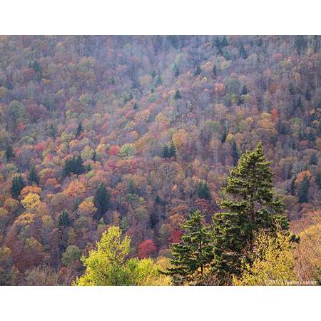 Hillside, Late Fall, BlueRidge Mountains