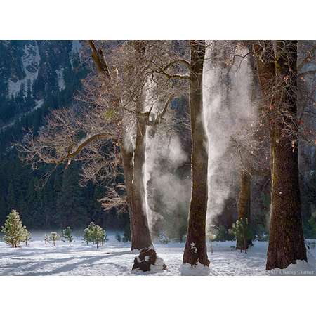 Mist Steaming from Oaks, Winter, Yosemite Valley