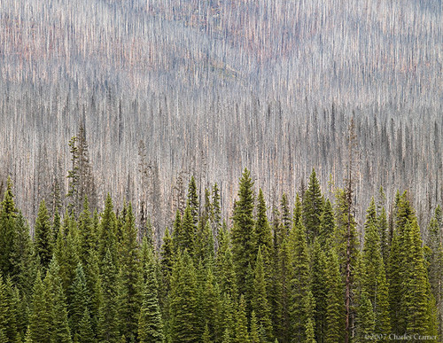New Growth, Burned Hillside, Kootenay, Canada