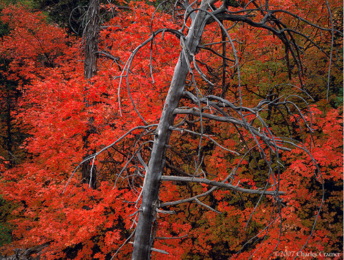 Snag and Maples, Autumn, Zion