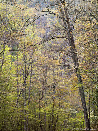 Spring Canopy