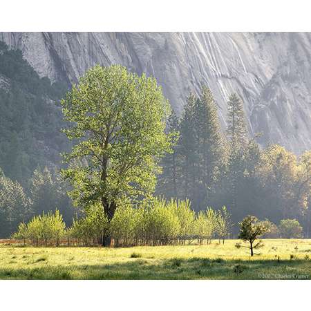 Spring Morning, Ahwahnee Meadow, Yosemite