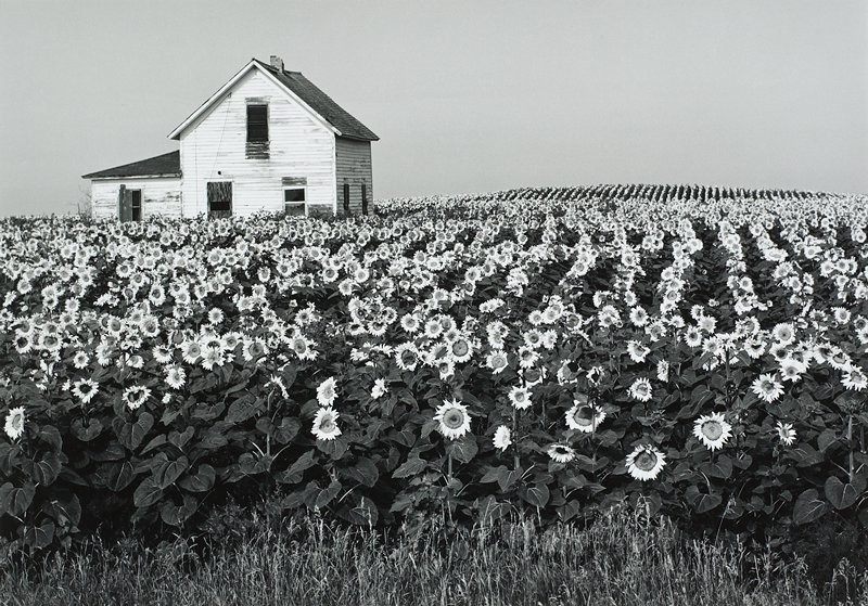 House in Sunflower Field
