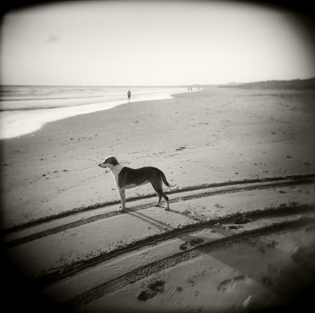 Surfer's Dog, South Padre Island, 2001