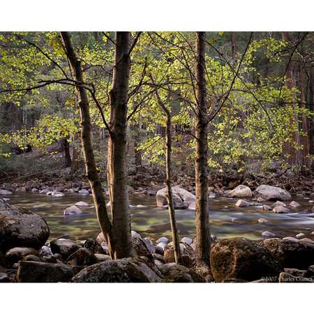 Trees and Rocks, Merced River, Yosemite