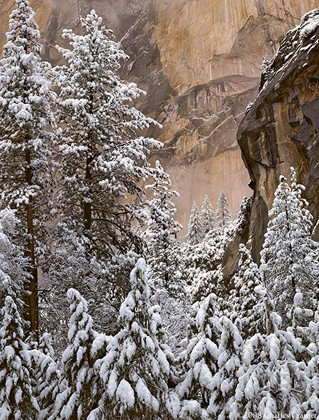Trees with Snow, El Capitan, Yosemite