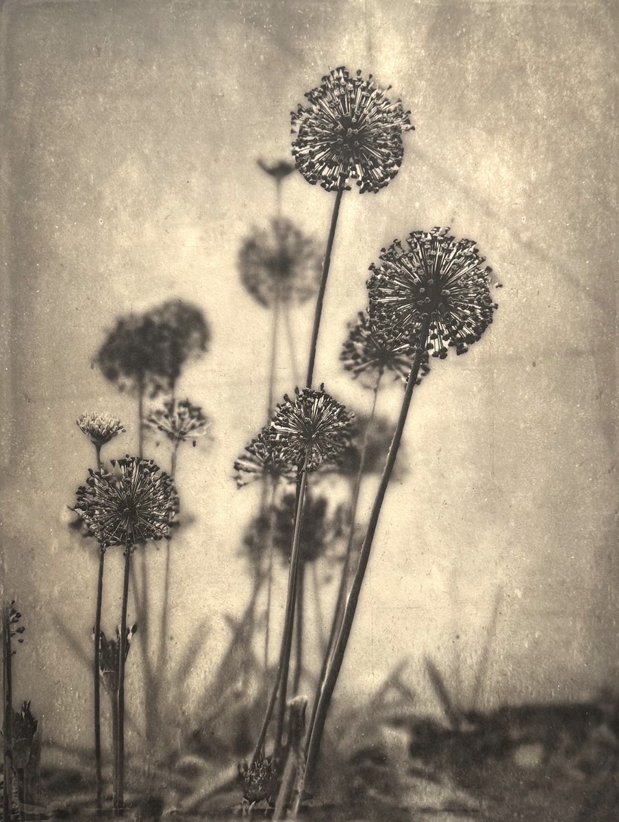 Allium III