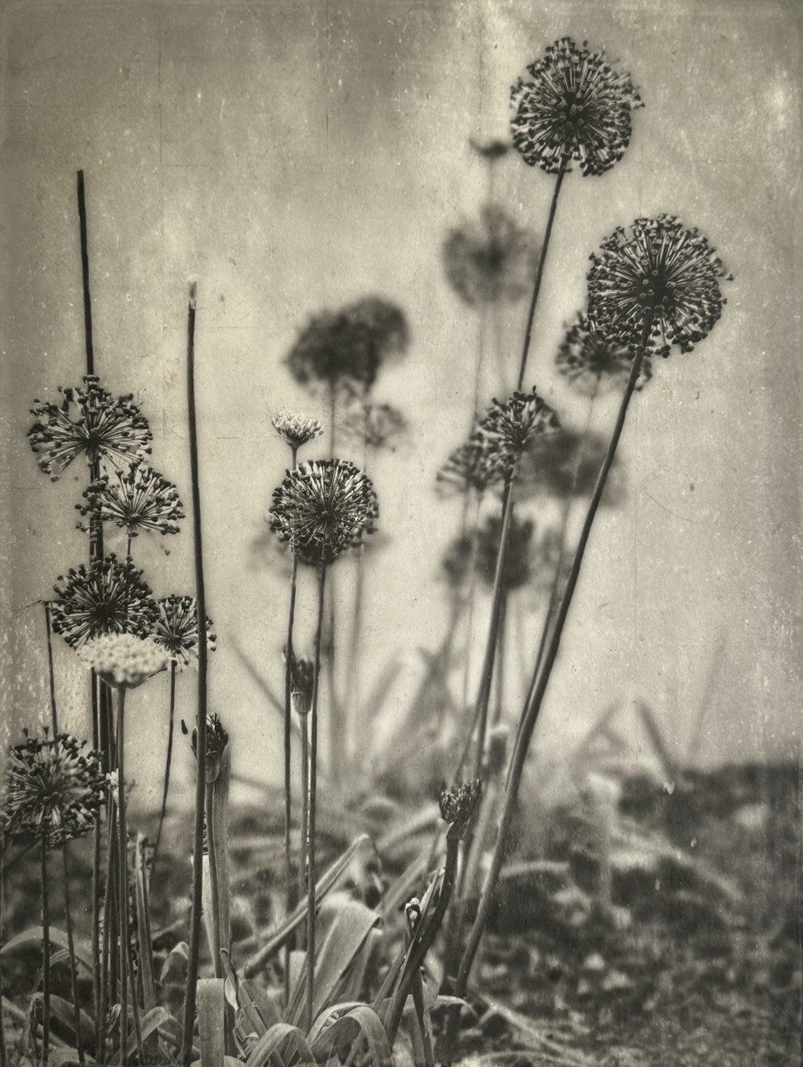 Allium IV