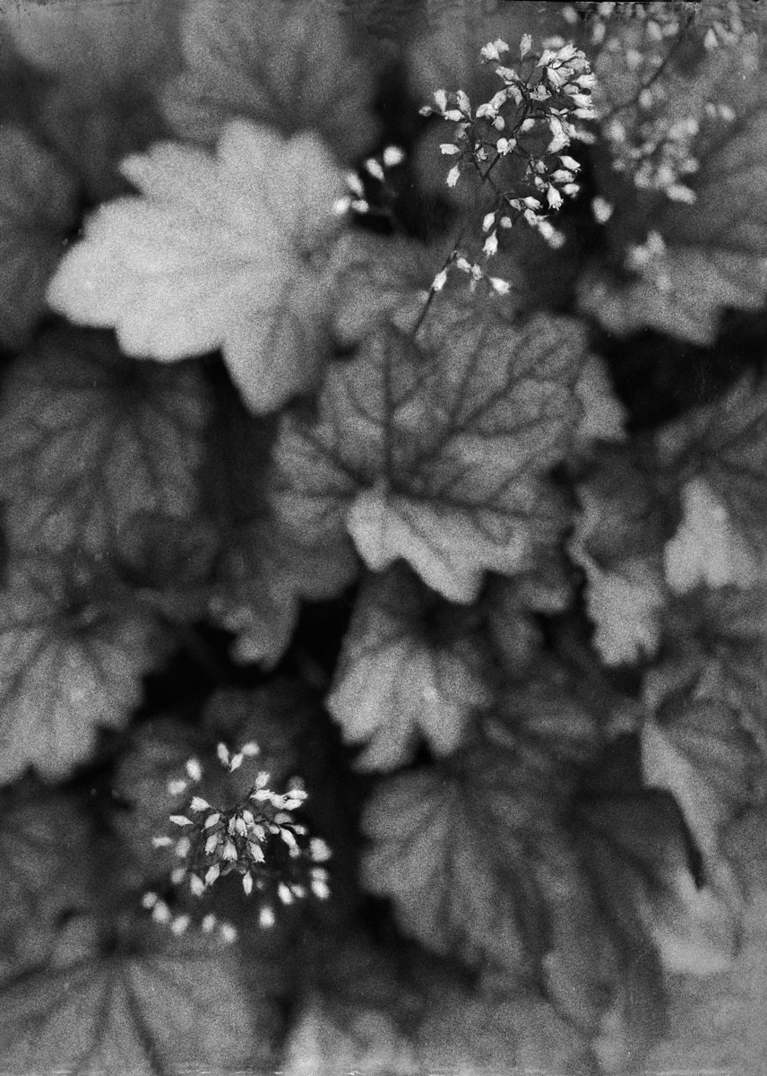 The Coral Bells