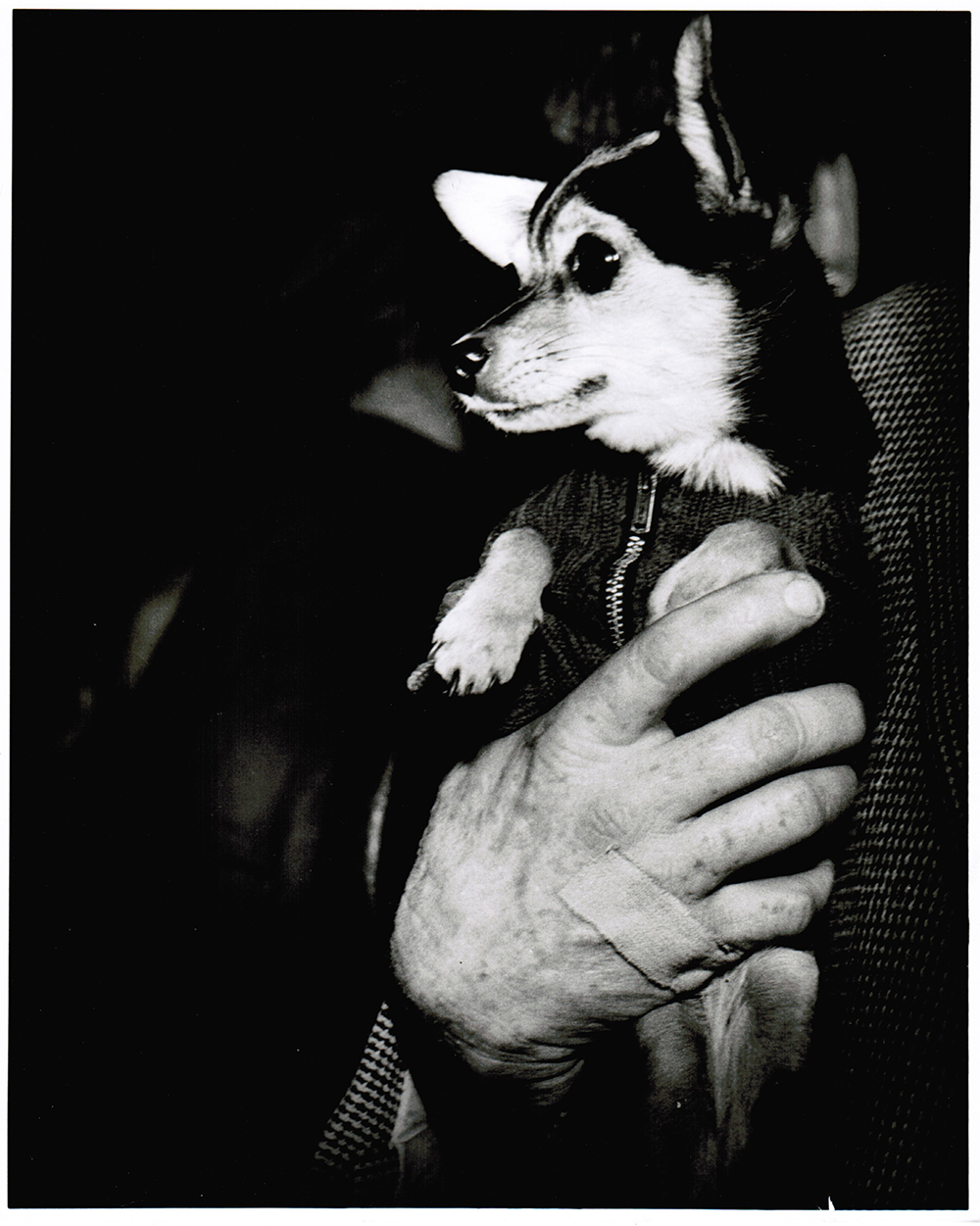Weegee, Catherine Couturier Gallery, Dog and Bandaged Hand