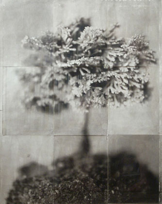 Charles Grogg Bonsai 1