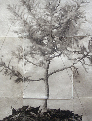 Charles Grogg Bonsai 5