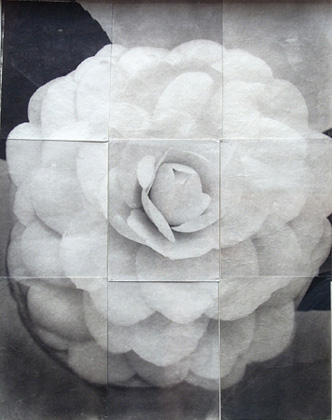 Charles Grogg Camelia