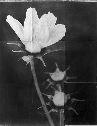 Charles Grogg Cosmos