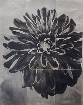 Charles Grogg Dahlia