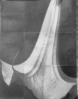 Charles Grogg Datura