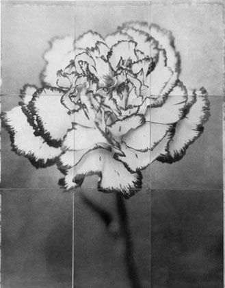 Charles Grogg Dianthus