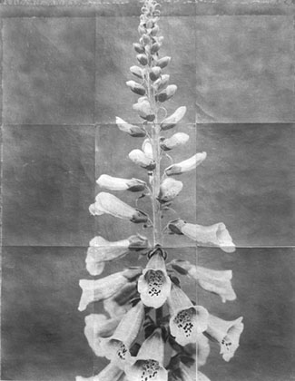 Charles Grogg Foxglove