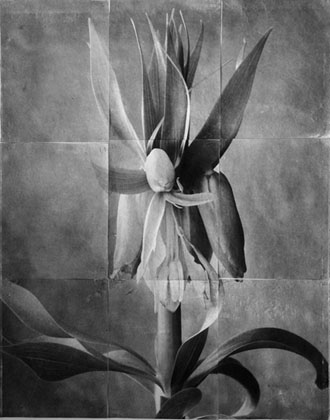Charles Grogg Fritillary