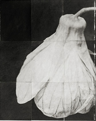 Charles Grogg Hibiscus 3