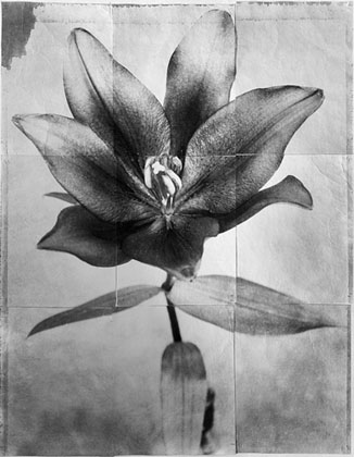 Charles Grogg Lily 7