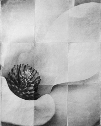 Charles Grogg Magnolia