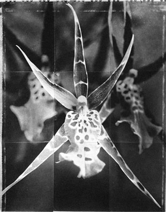 Charles Grogg Orchid