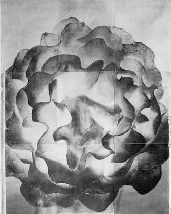 Charles Grogg Rose