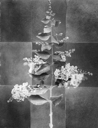 Charles Grogg Sky Flower